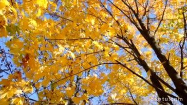 枫叶的黄叶在秋天衬托着蓝天
